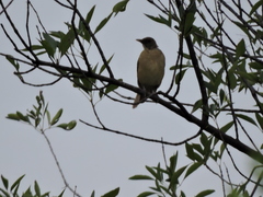 Turdus grayi