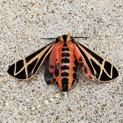 Apantesis parthenice