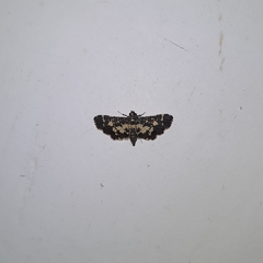 Eurrhyparodes bracteolalis