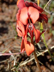 Indigofera procumbens