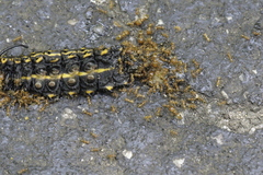 Pheidole tysoni