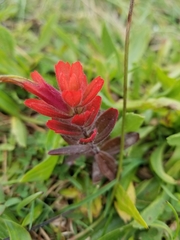 Castilleja miniata dixonii