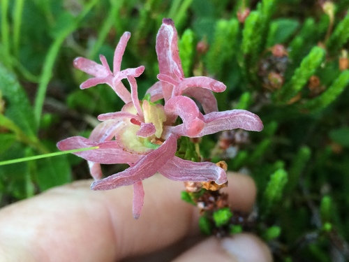 Exobasidium cassiopes image