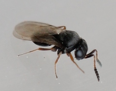 Trissolcus