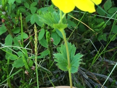 Geum calthifolium