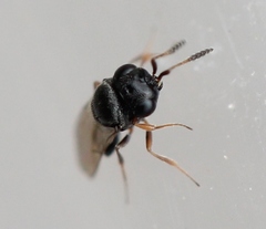 Trissolcus