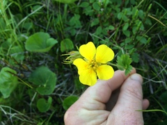 Geum calthifolium