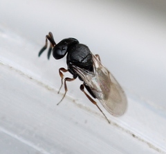 Trissolcus