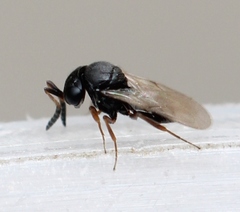 Trissolcus