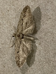 Eupithecia phoeniceata