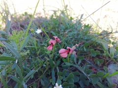Indigofera procumbens