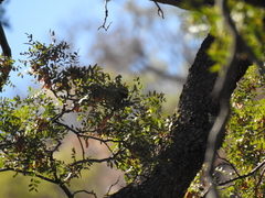 Camptostoma obsoletum