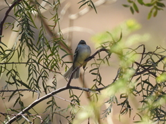 Camptostoma obsoletum
