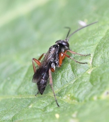 Agenioideus cinctellus