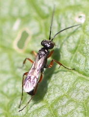 Agenioideus cinctellus