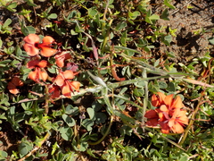 Indigofera procumbens