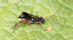 Agenioideus cinctellus
