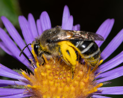 Colletes compactus compactus