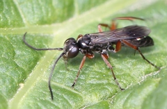 Agenioideus cinctellus