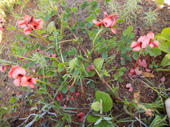 Indigofera procumbens