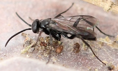 Agenioideus sericeus