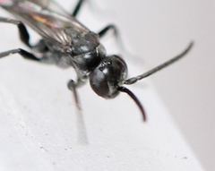 Agenioideus sericeus