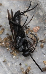 Agenioideus sericeus