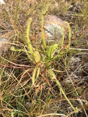 Drosera finlaysoniana