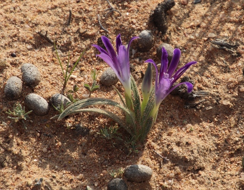 Babiana curviscapa