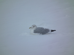 Larus argentatus