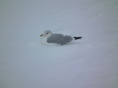 Larus argentatus