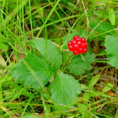 Rubus arcticus acaulis