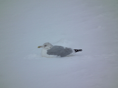 Larus argentatus