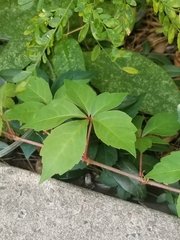 Parthenocissus quinquefolia