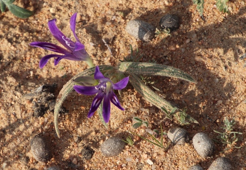 Image of Babiana curviscapa by (c) Tony Rebelo, some rights reserved (CC BY-SA)