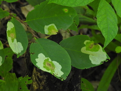 Leucanthiza dircella