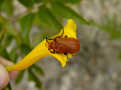 Tetraonyx frontalis