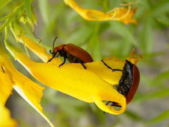 Tetraonyx frontalis