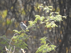 Serpophaga griseicapilla