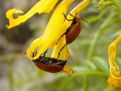 Tetraonyx frontalis