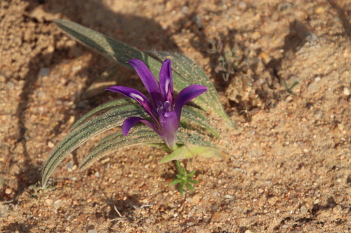 Babiana curviscapa