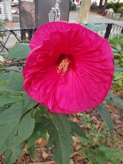 Hibiscus
