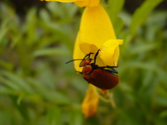 Tetraonyx frontalis