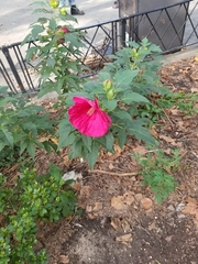 Hibiscus