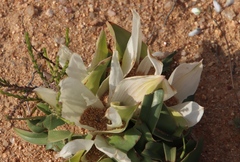 Colchicum capense ciliolatum