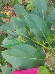 Hibiscus