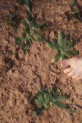 Albuca secunda