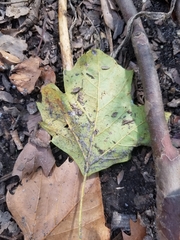 Platanus × hispanica