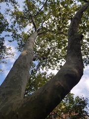 Platanus × hispanica