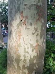 Platanus × hispanica
